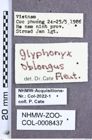 Etiketten zu Glyphonyx oblongus (Fleutiaux, 1940) (NHMW-ZOO-COL-0008437)